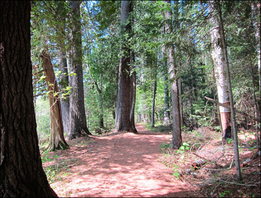 Adirondack Habitats: Mixed forest at the Paul Smiths VIC